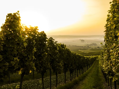 Vines and villas: Where to go for a wine holiday with SPL Villas | SPL Villas Blog
